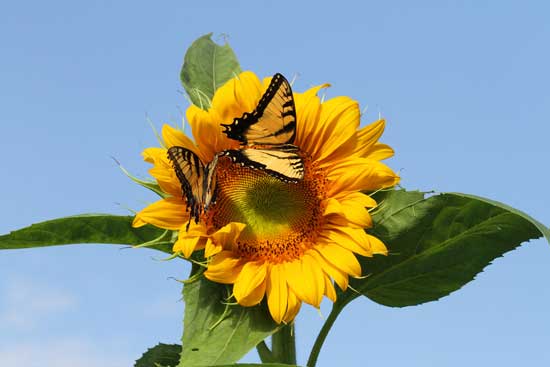 These Eastern Tiger Swallowtails pull nectar from the outer edge of a sunflower where the flower's florets are more open.
